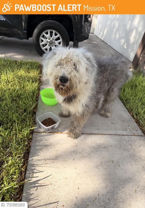 Found/Stray Unknown Dog last seen Melissa rea dr, Mission, TX 78572