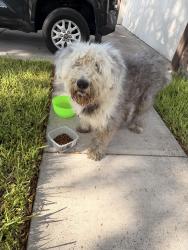Found/Stray Unknown Dog last seen Melissa rea dr, Mission, TX 78572