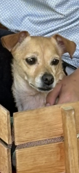Reunited Female Dog last seen Turner Road, Creedmoor, NC, Granville County, NC 27522