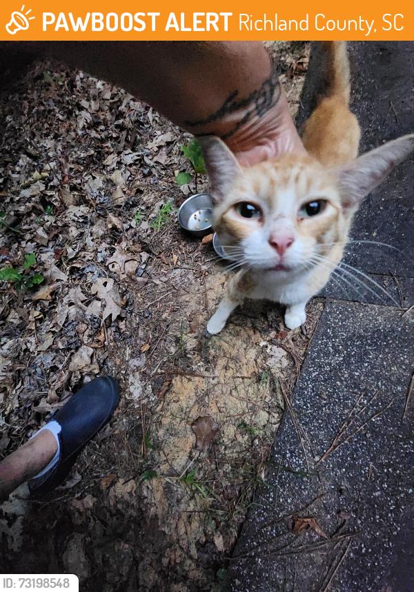 Found/Stray Unknown Cat last seen Old Monticello cir, Richland County, SC 29180