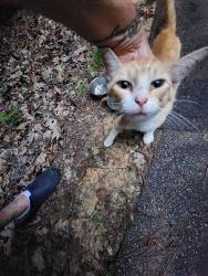 Found/Stray Unknown Cat last seen Old Monticello cir, Richland County, SC 29180