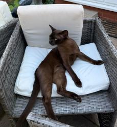 Reunited Male Cat last seen Topgolf Addlestone, New Haw, England KT15 3NA
