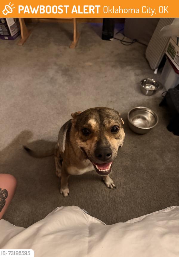 Found/Stray Female Dog last seen Se 48th & Mackelman Dr, Oklahoma City, OK 73135