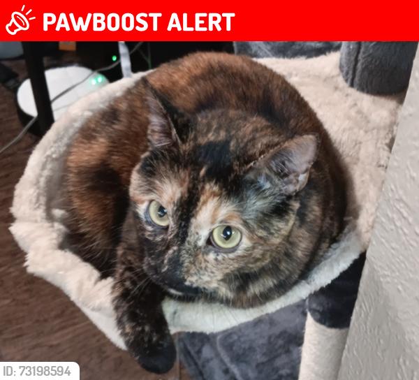 Lost Female Cat last seen CLOSE TO THE CAR WASH OFF COLLEGE AND DAVIS BLVD, North Richland Hills, TX 76180