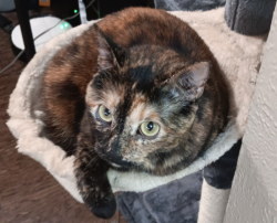 Lost Female Cat last seen CLOSE TO THE CAR WASH OFF COLLEGE AND DAVIS BLVD, North Richland Hills, TX 76180