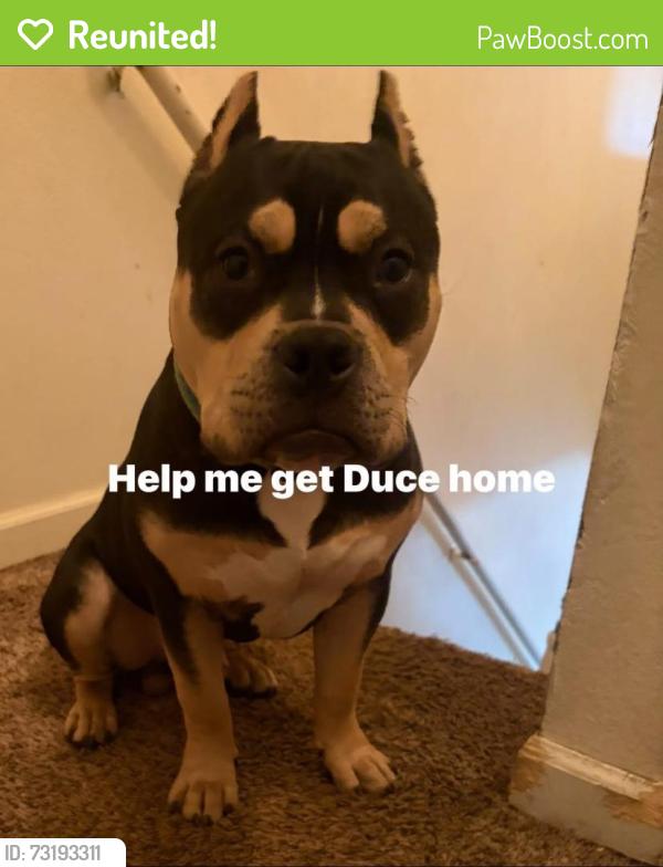 Reunited Male Dog last seen Near 29th St, Denver, CO 80205, USA, Denver, CO 80205