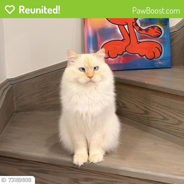 Reunited Male Cat last seen Apple Blossom Dr & Bristlewood crescent, Vaughan, ON 