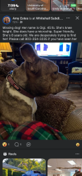 Lost Female Dog last seen Piney grove, Columbia, SC 29210