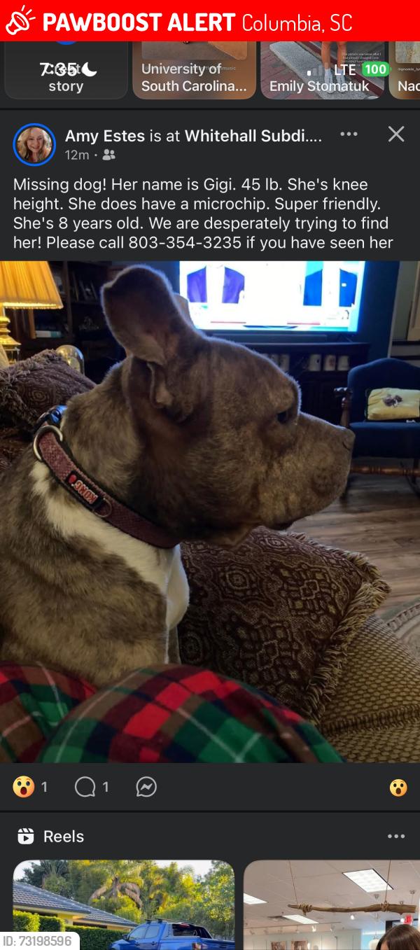 Lost Female Dog last seen Piney grove, Columbia, SC 29210