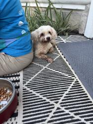 Reunited Male Dog last seen Murworth Dr, Houston, TX, USA, Houston, TX 77025