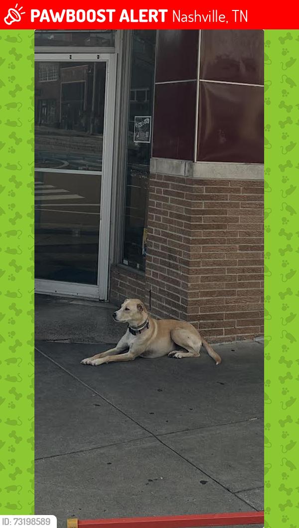Lost Female Dog last seen Eastland and Gallatin, Nashville, TN 37206
