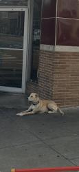 Lost Female Dog last seen Eastland and Gallatin, Nashville, TN 37206