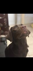 Reunited Female Dog last seen Near El Estado Dr, Dallas, TX 75248, USA, Dallas, TX 75248