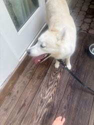 Reunited Unknown Dog last seen Near Clark Lake Rd, Durham, NC 27707