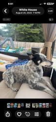 Reunited Female Dog last seen Dobblins rd, Portland, TN 37148