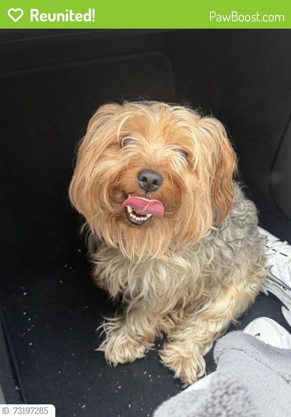 Reunited Male Dog last seen Near E Florida 434, Winter Springs, FL 32708, Winter Springs, FL 32708