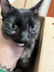 Shelter Stray Female Cat last seen Herndon, VA. 20171. MasonsFerryDr/ThomasJefferson, Fairfax County, VA, 4500 West Ox Rd, Fairfax, VA 22030, USA