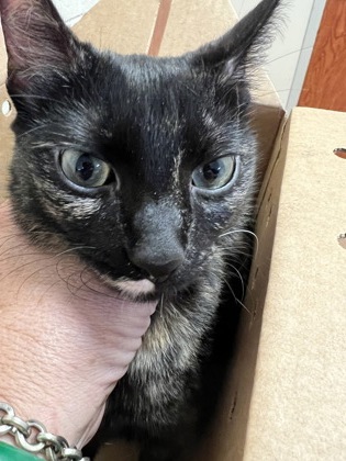 Shelter Stray Female Cat last seen Herndon, VA. 20171. MasonsFerryDr/ThomasJefferson, Fairfax County, VA, 4500 West Ox Rd, Fairfax, VA 22030, USA