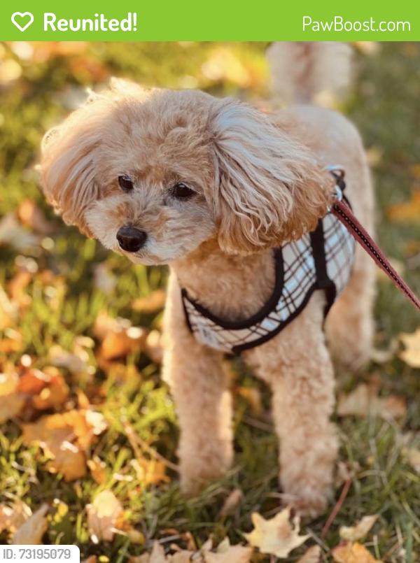 Reunited Female Dog last seen N/A, Hamilton, ON L8W 3G3