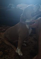 Reunited Female Dog last seen Greenwood and Montour, North Weeki Wachee, FL 34613