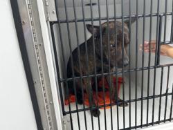 Shelter Stray Male Dog last seen Near Marietta Boulevard, Atlanta, GA, 1251 Fulton Industrial Blvd NW, Atlanta, GA 30336, USA