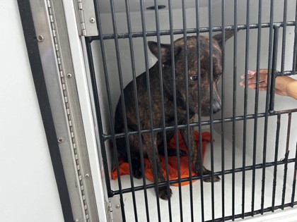Shelter Stray Male Dog last seen Near Marietta Boulevard, Atlanta, GA, 1251 Fulton Industrial Blvd NW, Atlanta, GA 30336, USA
