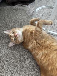 Lost Male Cat last seen 142nd and O, Omaha, NE 68137