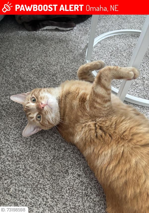 Lost Male Cat last seen 142nd and O, Omaha, NE 68137
