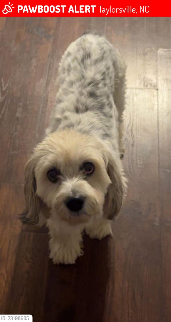 Lost Female Dog last seen Old Wilkesboro Rd Sugar Loaf Area 3 miles from the school, Taylorsville, NC 28681