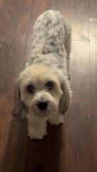 Lost Female Dog last seen Old Wilkesboro Rd Sugar Loaf Area 3 miles from the school, Taylorsville, NC 28681