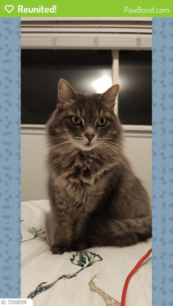 Reunited Female Cat last seen Harvey road Auburn, Auburn, WA 98002