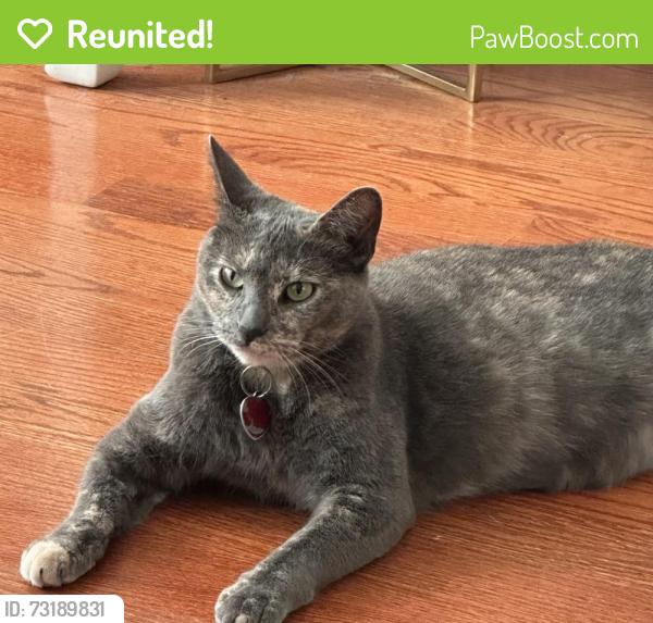Reunited Female Cat last seen Harding Ave. and 27th Street, Chicago, IL 60623