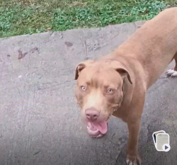 Lost Male Dog last seen Close to Walmart, Camden, SC 29020
