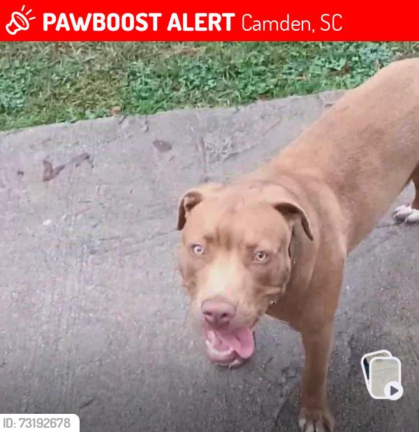 Lost Male Dog last seen Close to Walmart, Camden, SC 29020