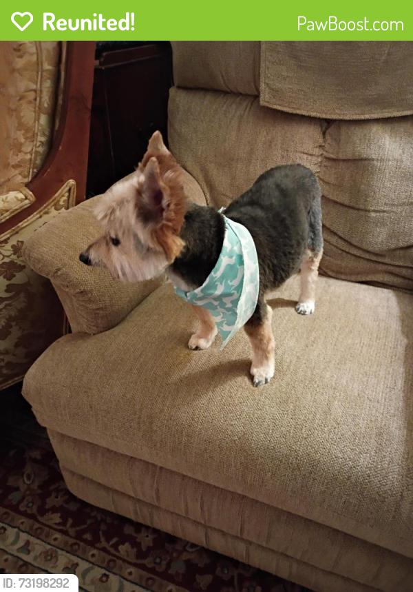 Reunited Male Dog last seen Gas station, Chicago, IL 60602