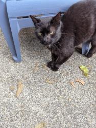 Found/Stray Male Cat last seen Ne 102nd street, Maywood Park, OR 97220