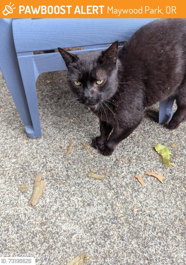 Found/Stray Male Cat last seen Ne 102nd street, Maywood Park, OR 97220