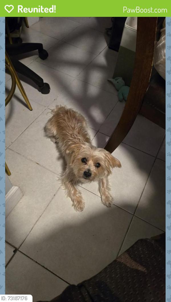 Reunited Female Dog last seen Near w patterson st tampa fl 33604, Tampa, FL 33604