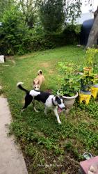 Reunited Female Dog last seen Canterfield Rd & Evers Rd, Leon Valley, TX 78238, USA, Leon Valley, TX 78238