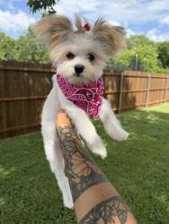 Reunited Female Dog last seen McAnear St, Cleburne, TX 76033