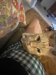 Reunited Male Cat last seen Bushard, Huntington Beach, CA 92646
