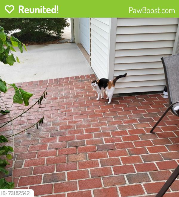 Reunited Unknown Cat last seen Zekan Lane and Meriwether Lane Springfield Va, Springfield, VA 22150
