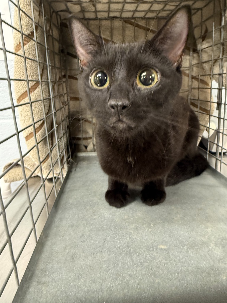 Shelter Stray Female Cat last seen Near Kenora Drive, MILLERSVILLE, MD, 21108, 411 Maxwell Frye Rd, Millersville, MD 21108, USA
