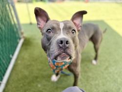 Shelter Stray Male Dog last seen Near W 35th Street, NEW YORK, NY, 10001, 326 E 110th St, New York, NY 10029, USA