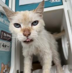 Shelter Stray Male Cat last seen Augusta Avenue, STATEN ISLAND, NY, 10308, 3139 Veterans Rd W, Staten Island, NY 10309, USA