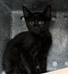 Shelter Stray Male Cat last seen Billiou Street, STATEN ISLAND, NY, 10312, 3139 Veterans Rd W, Staten Island, NY 10309, USA