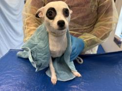 Shelter Stray Female Dog last seen Near Purdue Street, STATEN ISLAND, NY, 10314, 326 E 110th St, New York, NY 10029, USA