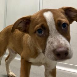 Shelter Stray Male Dog last seen Near NE 22nd Street, DES MOINES (Polk County), IA, 50313, Des Moines, IA 50313