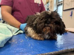 Shelter Stray Female Dog last seen Flatbush, Brooklyn, Roaming Streets, BROOKLYN, NY, 11230, 326 E 110th St, New York, NY 10029, USA