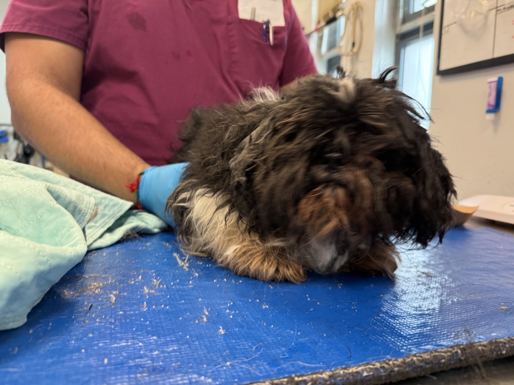 Shelter Stray Female Dog last seen Flatbush, Brooklyn, Roaming Streets, BROOKLYN, NY, 11230, 326 E 110th St, New York, NY 10029, USA